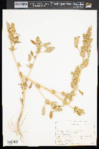 Amaranthus retroflexus image