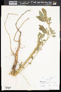 Amaranthus retroflexus image