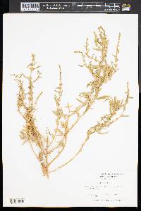 Atriplex arenaria image