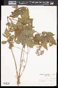 Osmorhiza claytonii image