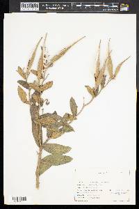 Asclepias asperula subsp. capricornu image