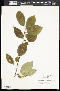 Ilex ambigua image