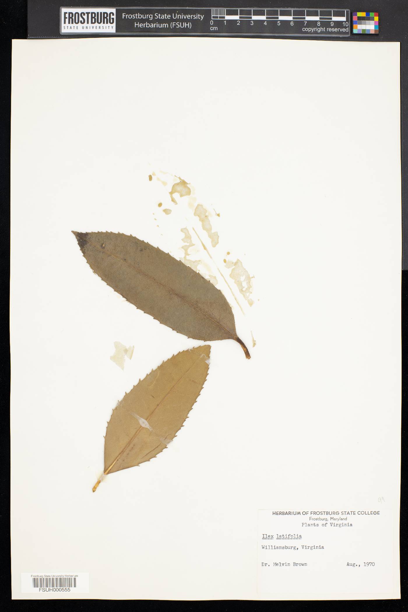 Ilex latifolia image