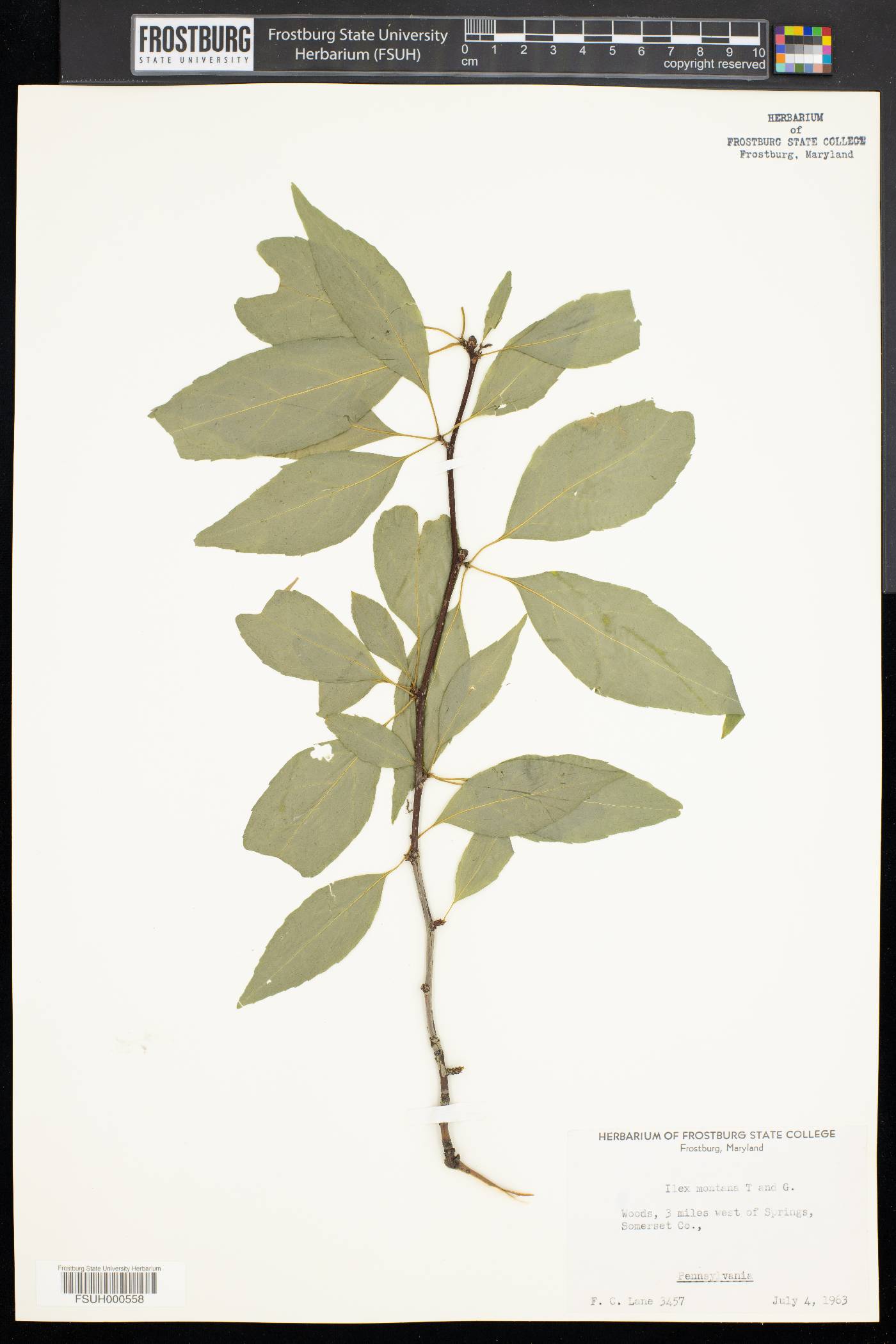 Ilex montana image