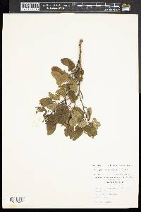 Ilex mucronata image