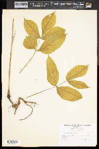 Aralia nudicaulis image