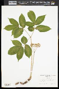 Aralia nudicaulis image