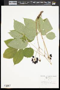 Aralia nudicaulis image