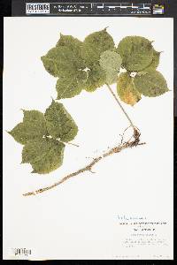 Aralia nudicaulis image