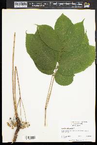 Aralia nudicaulis image