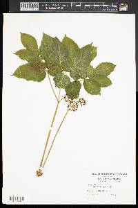 Aralia nudicaulis image