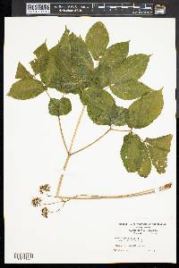 Aralia nudicaulis image