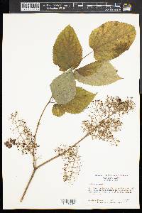 Aralia racemosa image