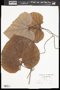 Aristolochia macrophylla image