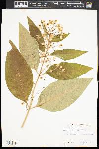 Asclepias exaltata image