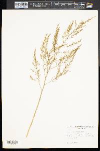 Asparagus officinalis image