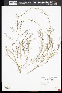 Asparagus officinalis image