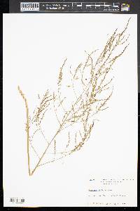 Asparagus officinalis image