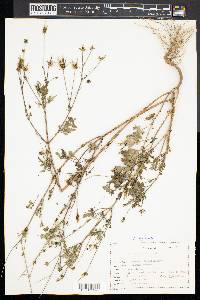 Ambrosia bidentata image