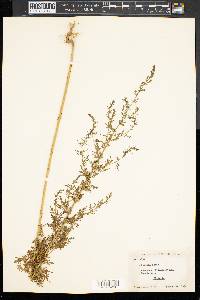 Artemisia annua image