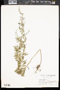 Artemisia annua image