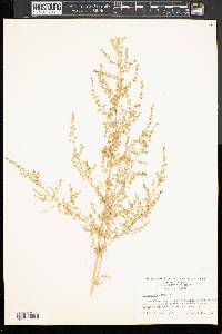 Artemisia annua image