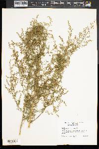 Artemisia annua image