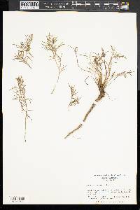 Artemisia campestris subsp. caudata image