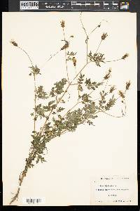 Bidens bipinnata image