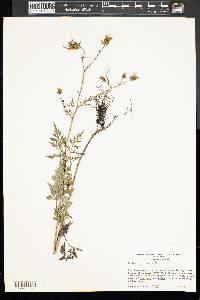 Bidens bipinnata image