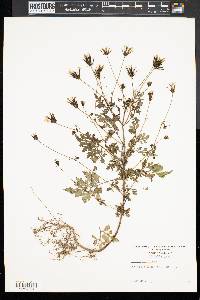 Bidens bipinnata image