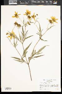 Bidens polylepis image