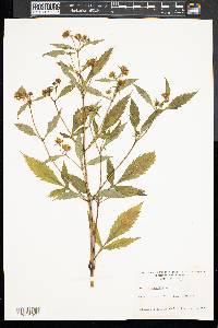 Bidens tripartita image