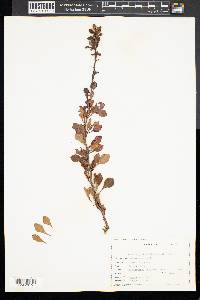 Berberis vulgaris image