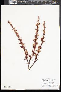 Berberis thunbergii image