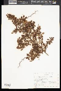 Berberis thunbergii image