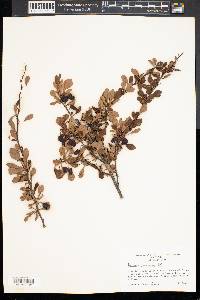 Berberis thunbergii image