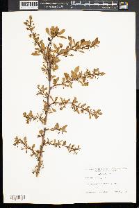 Berberis thunbergii image