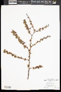 Berberis thunbergii image