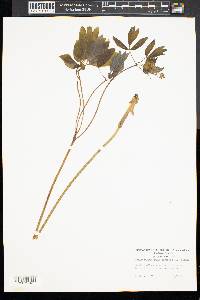 Caulophyllum thalictroides image