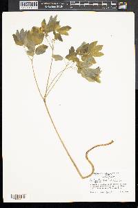 Caulophyllum thalictroides image