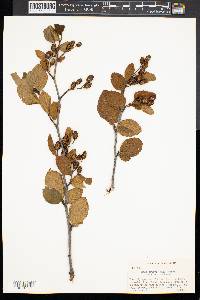 Alnus crispa image