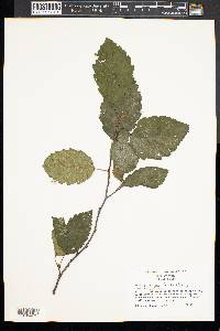 Alnus rugosa image