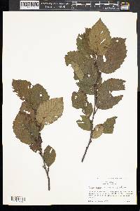 Alnus rugosa image