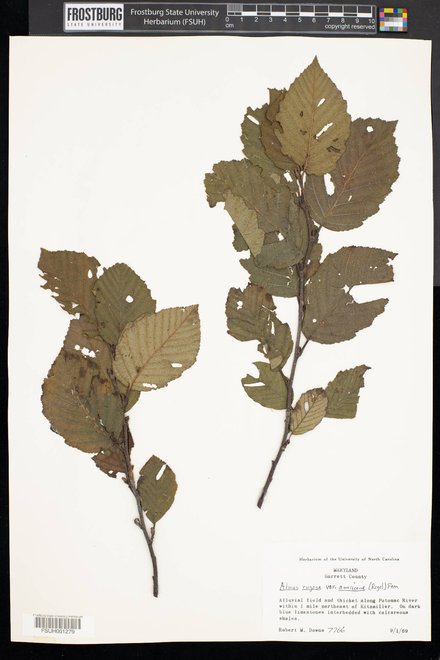 Alnus rugosa image