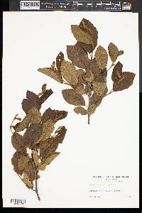 Alnus rugosa image