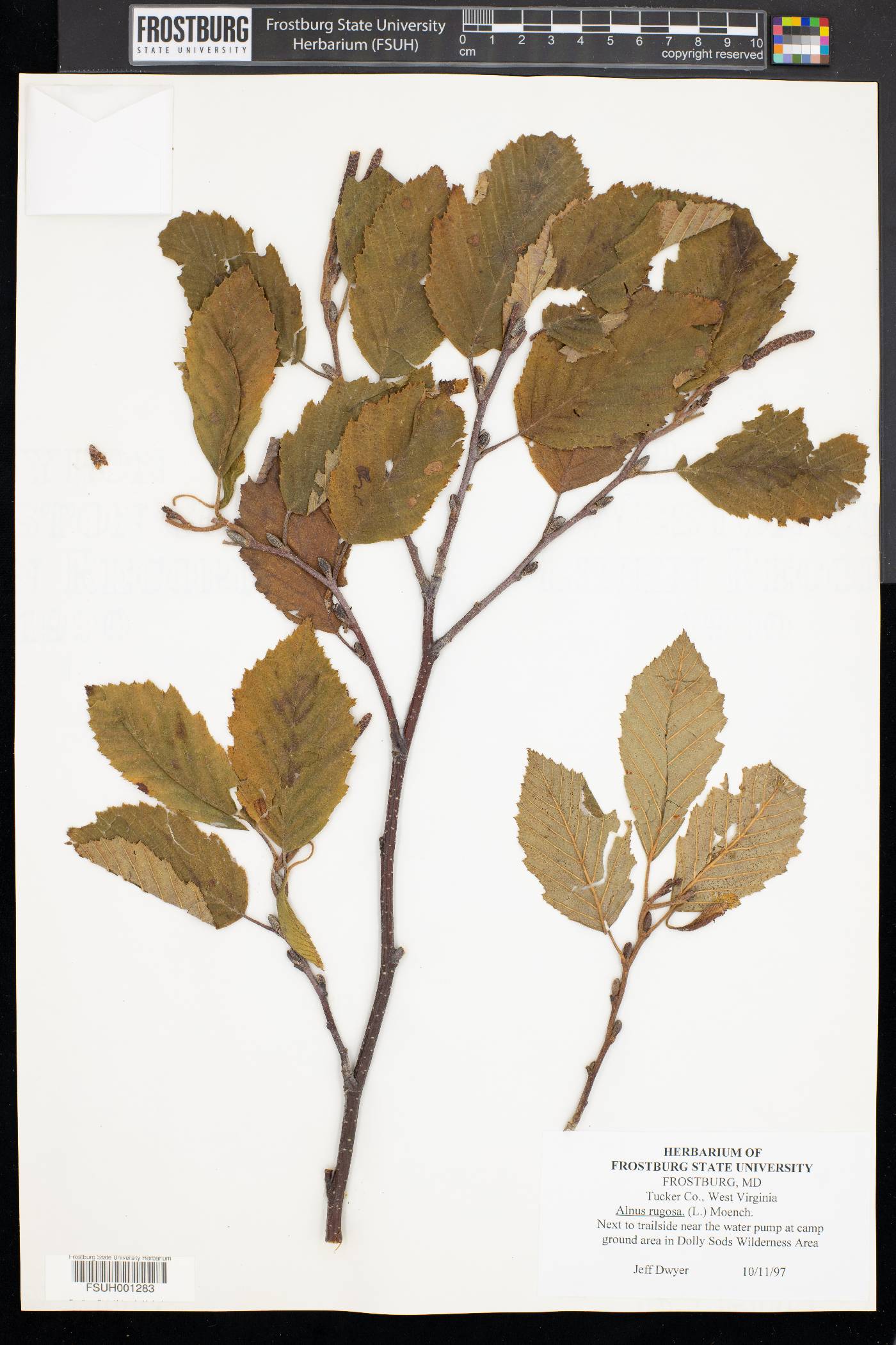 Alnus rugosa image