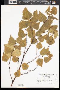 Betula alba image