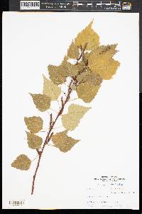 Betula alba image