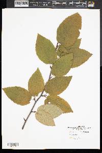 Betula lenta image